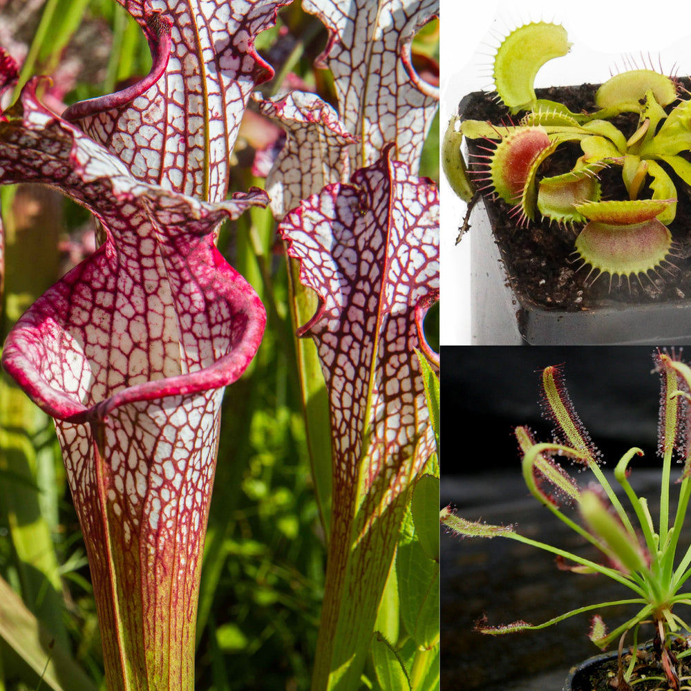 
                      
                        Outdoor Grower Collection
                      
                    