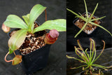 Carnivorous Plant Starter Collection