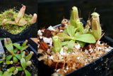 Nepenthes veitchii Collection