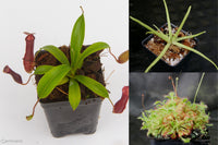 Carnivorous Plant Starter Collection