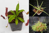 Carnivorous Plant Starter Collection
