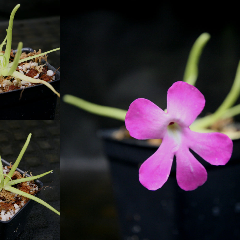 
                      
                        Pinguicula moctezumae Butterwort with purple flower, gnat eating carnivorous plant easy to grow
                      
                    