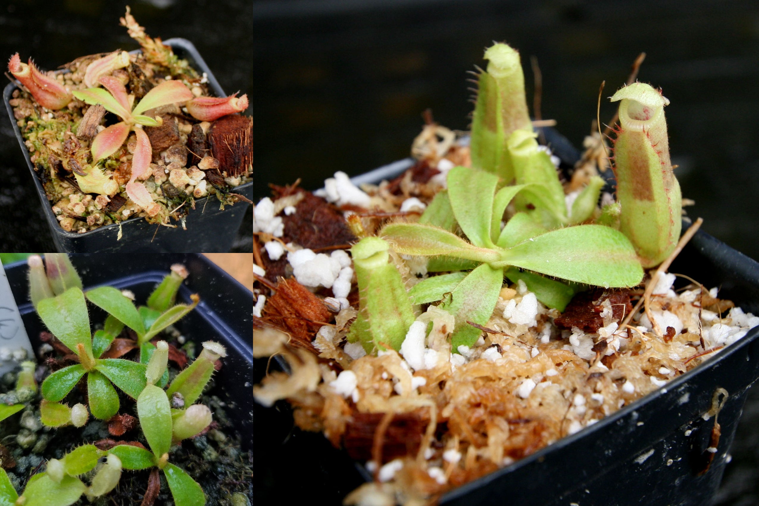 Nepenthes veitchii Collection – Carnivero