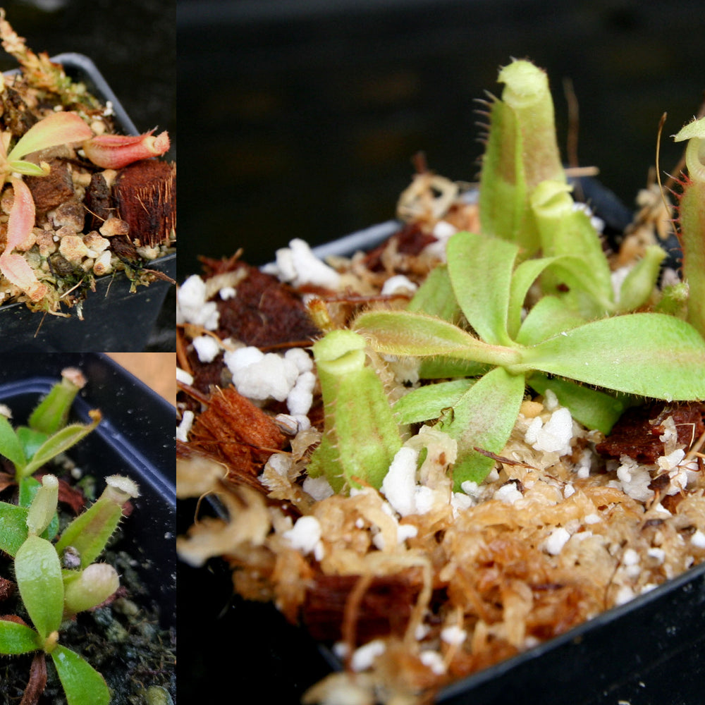 
                      
                        Nepenthes veitchii Collection
                      
                    
