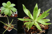 Pinguicula Collection, Butterworts Growing Kit