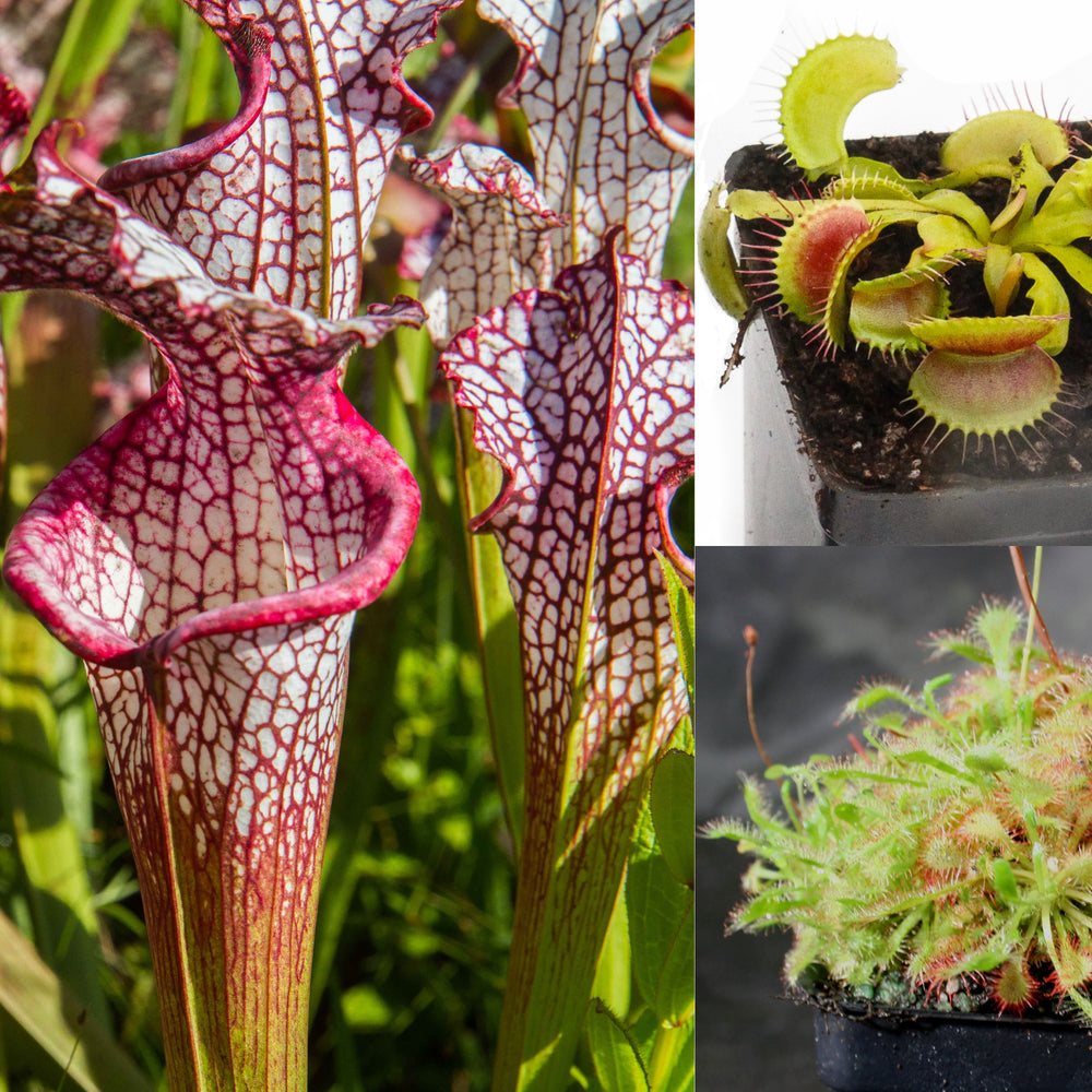 
                      
                        Outdoor Grower Collection
                      
                    