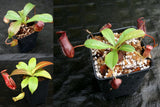 Nepenthes Starter Collection