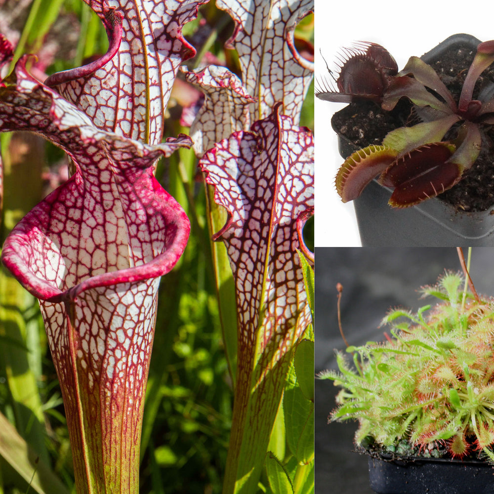 
                      
                        Outdoor Grower Collection
                      
                    