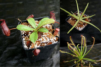 Carnivorous Plant Starter Collection