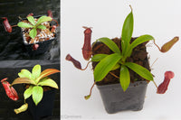 Nepenthes Starter Collection