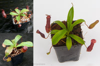 Nepenthes Starter Collection