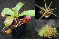 Carnivorous Plant Starter Collection