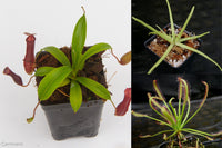 Carnivorous Plant Starter Collection