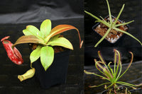 Carnivorous Plant Starter Collection