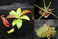 Carnivorous Plant Starter Collection
