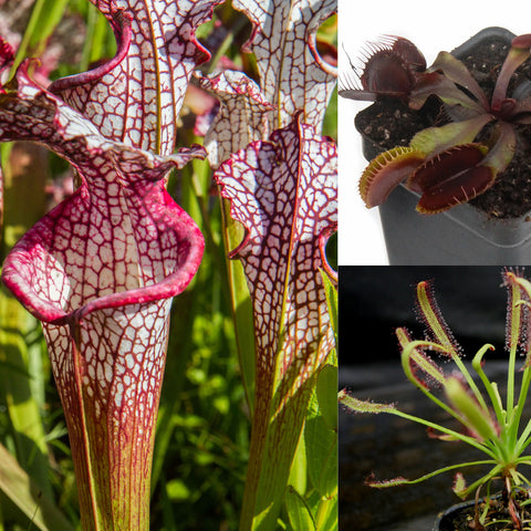 Outdoor Grower Collection collage featuring a purple Sarracenia pitcher plant, a red Venus flytrap, and a sundew