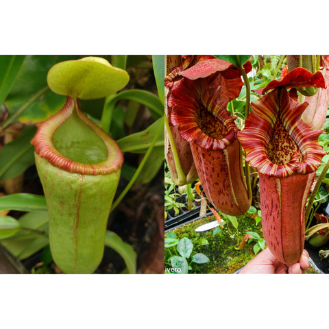 Unripe green Nepenthes seed pod on left and opened striped red pitcher on the right