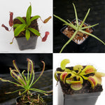 Carnivorous Plant Starter Collection