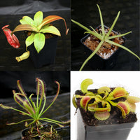 Carnivorous Plant Starter Collection
