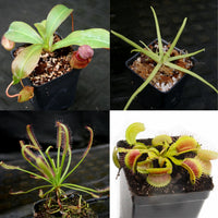 Carnivorous Plant Starter Collection