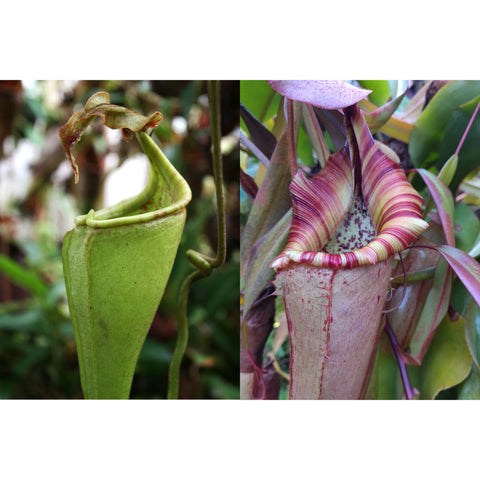 Unopened green Nepenthes seed pod on left and pink striped pitcher with a patterned interior on the right