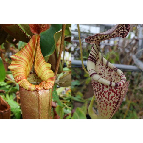 Collage of Nepenthes pitcher plants; left yellow orange striped pitcher, right pale cream pitcher with purple stripes.