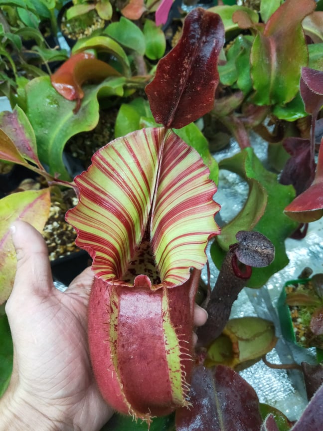 Nepenthes veitchii (m) - white clone