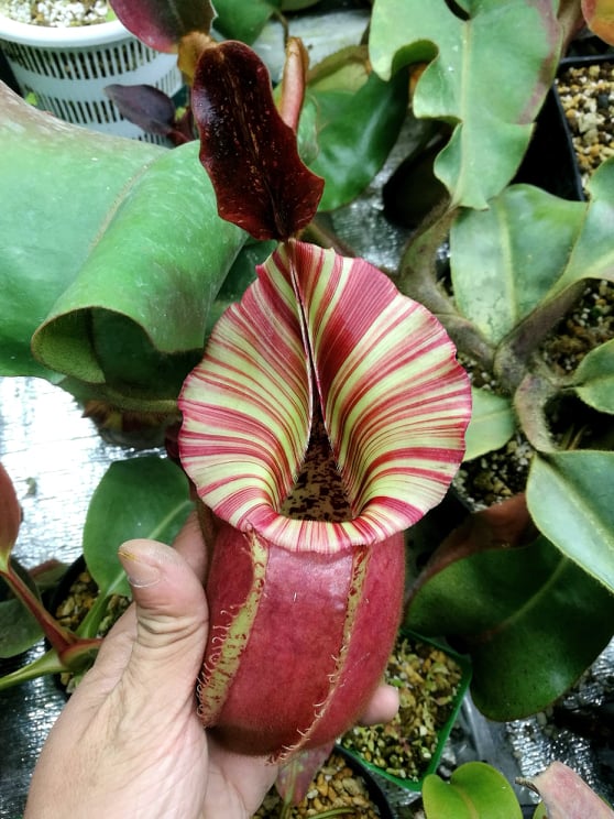 veitchii#1 monster veitchii (oc) 子株2つ付き Nepenthes veitchii (m) - white clone – Carnivero
