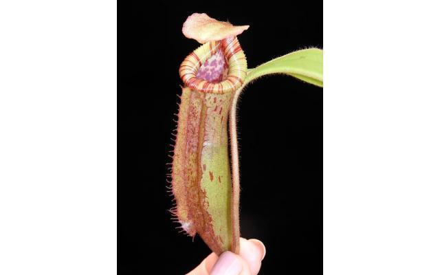 
                      
                        Nepenthes (veitchii x lowii) x (burbidgeae x edwardsiana)
                      
                    