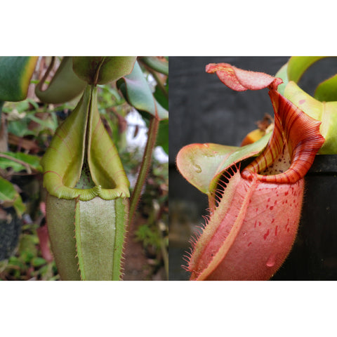Two Nepenthes veitchii hybrids; left light green upright pitcher, right pink speckled pitcher with striped rim.