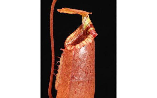 Nepenthes sibuyanensis x (veitchii x lowii)