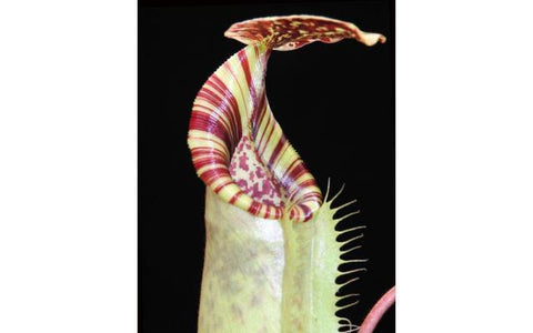 Close up of a tall striped pitcher on a Nepenthes burbidgeae x veitchii x lowii hybrid against a dark background