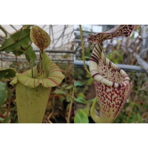 Two Nepenthes veitchii hybrids; left pale green elongated pitcher with striped mouth, right pink speckled pitcher with bold red rim.