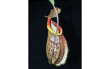Nepenthes Lady Pauline x hamata, BE-3777