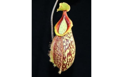 Nepenthes Lady Pauline x hamata BE-3777 pitcher with maroon patterned body and vivid red peristome against a dark background.