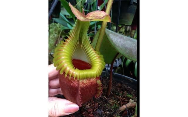 
                      
                        Nepenthes villosa, pitcher plant, carnivorous plant, collectors plant, large pitchers, rare plants
                      
                    
