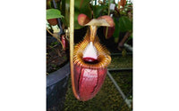 Nepenthes villosa, pitcher plant, carnivorous plant, collectors plant, large pitchers, rare plants