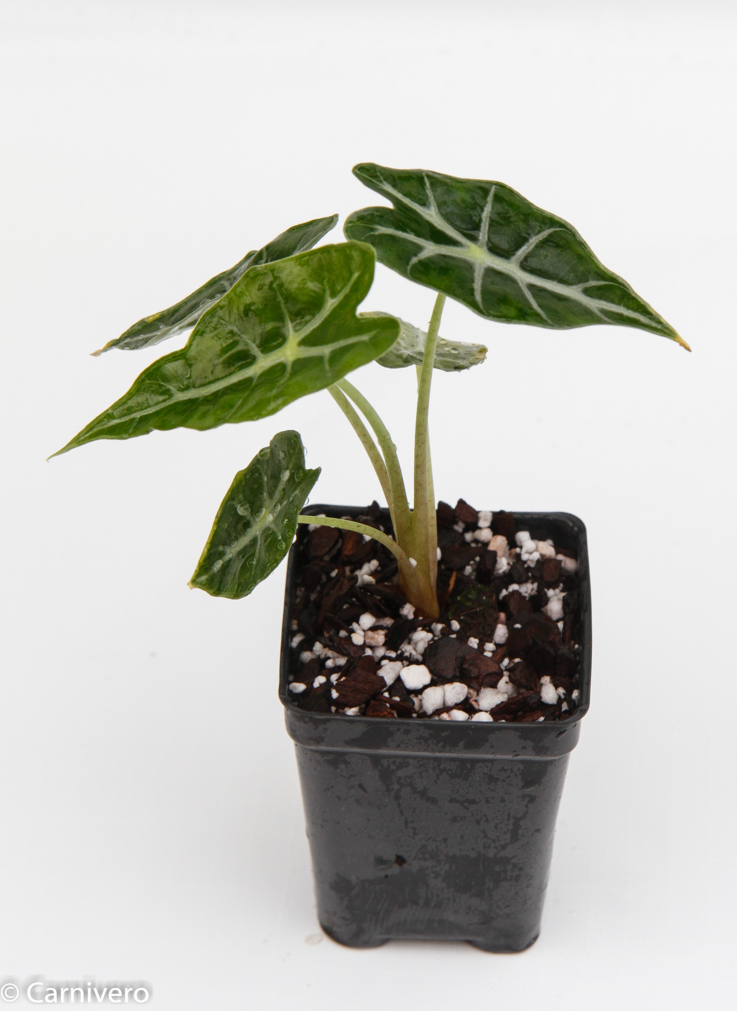 Alocasia 'Mandalay', African Mask plant – Carnivero