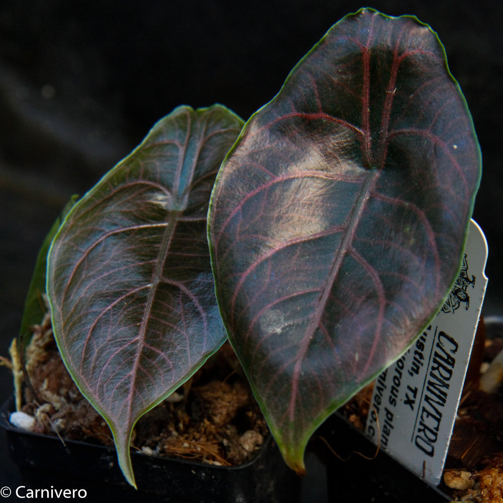 
                      
                        Alocasia azlanii, Jewel Alocasia
                      
                    