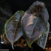 Alocasia azlanii, Jewel Alocasia