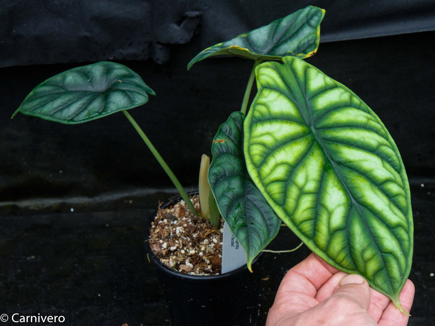 philodendron dragon scale Alocasia baginda 'Dragon Scale' – Carnivero