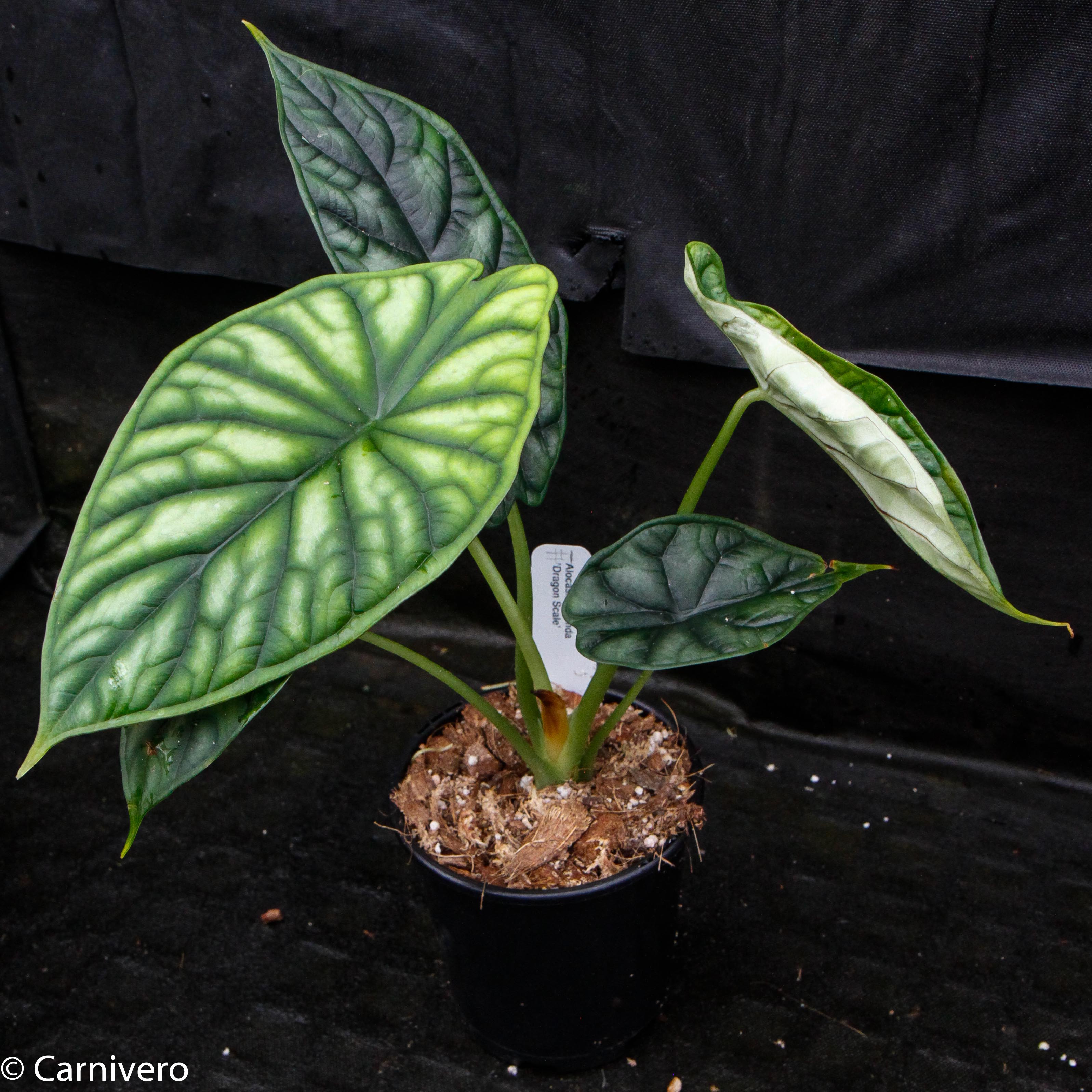 Alocasia baginda 'Dragon Scale' – Carnivero
