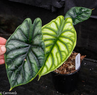 Alocasia baginda 'Dragon Scale'