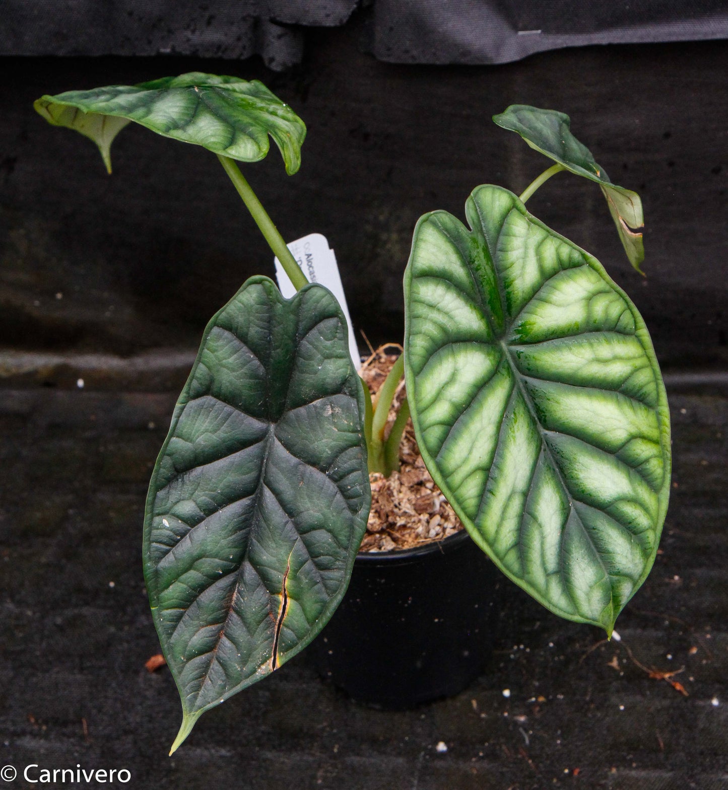 anthurium dragon scale Alocasia baginda 'Dragon Scale' – Carnivero