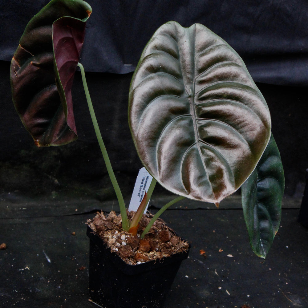 
                      
                        Alocasia cuprea 'Red Secret', Jewel Alocasia
                      
                    