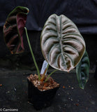 Alocasia cuprea 'Red Secret', Jewel Alocasia