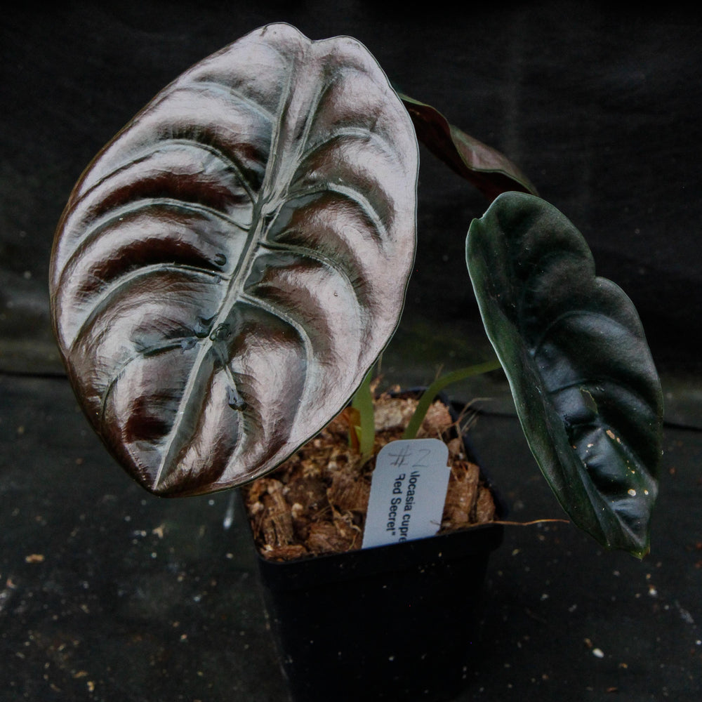 
                      
                        Alocasia cuprea 'Red Secret', Jewel Alocasia
                      
                    