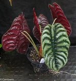 Alocasia cuprea 'Red Secret', Jewel Alocasia