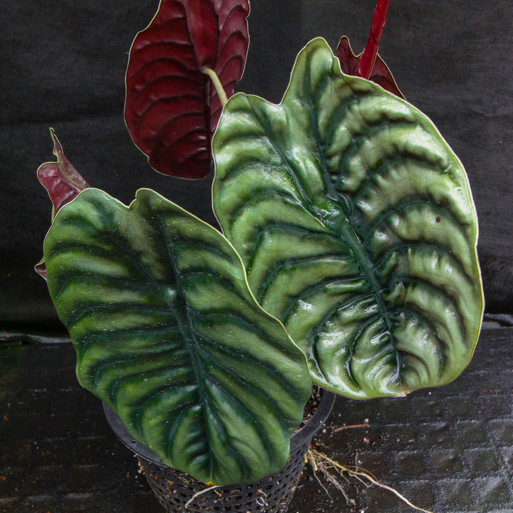 
                      
                        Alocasia cuprea 'Red Secret', Jewel Alocasia
                      
                    