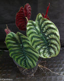 Alocasia cuprea 'Red Secret', Jewel Alocasia